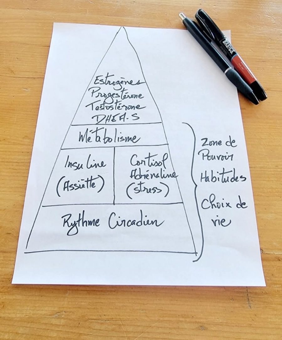 Pyramide dessinée à la main : rythme circadien, insuline, cortisol, métabolisme, hormones